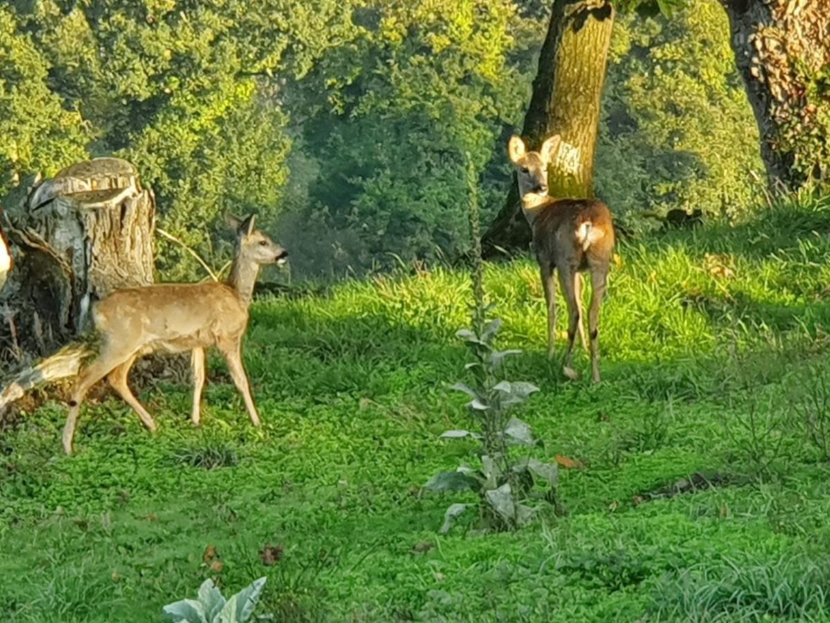 Le Grand Domaine Du Rocher Bonnemain Esterno foto